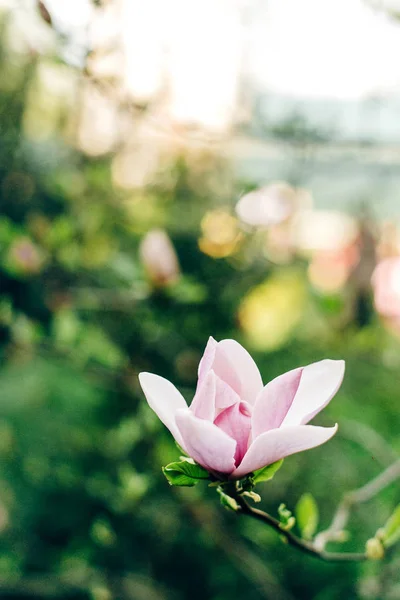 粉红色的玉兰花 — 图库照片