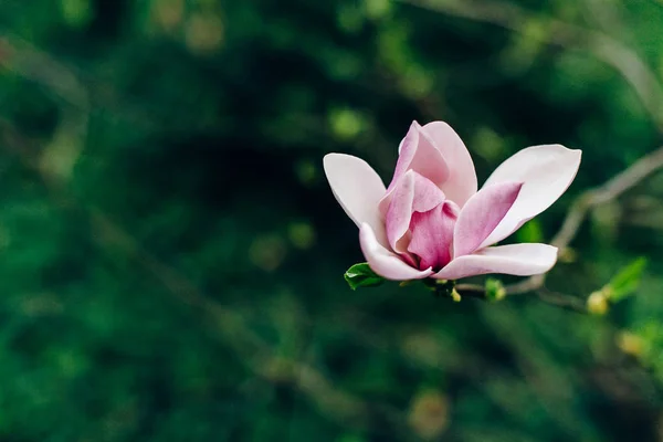 Magnolia flor rosa —  Fotos de Stock