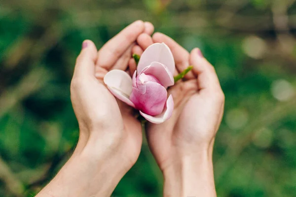Flor de magnolia en manos de mujer — Foto de Stock