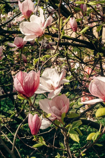 Magnolia roze bloemen — Stockfoto