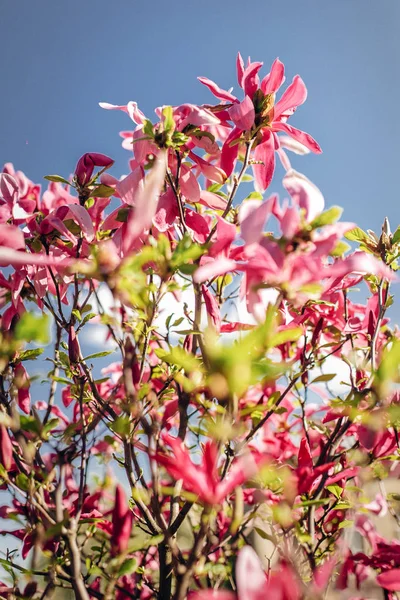 Magnolia růžové květy — Stock fotografie