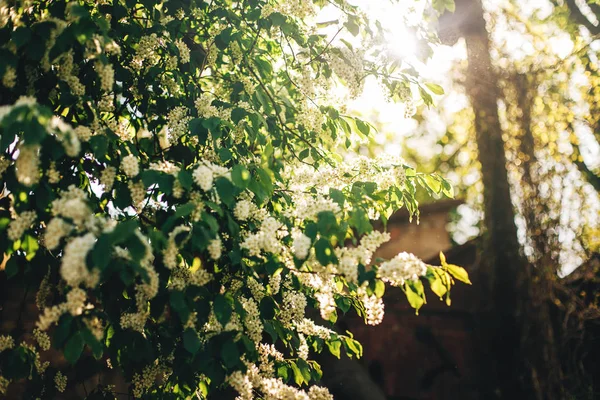 美丽的鸟樱桃花 — 图库照片