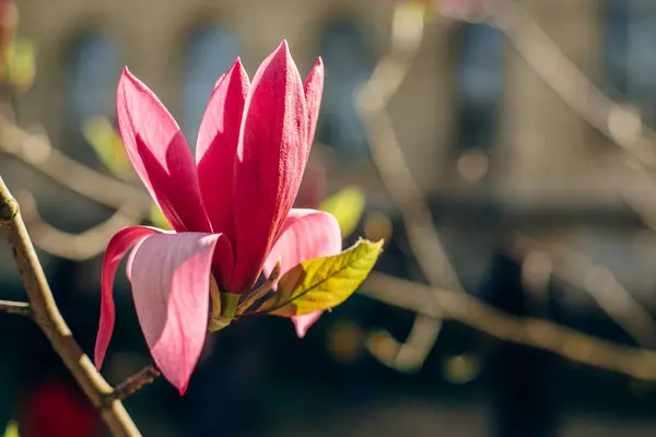 Magnolia roze bloem — Stockfoto