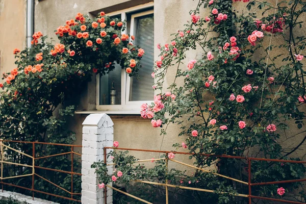 Троянди на паркані в старому будинку — стокове фото