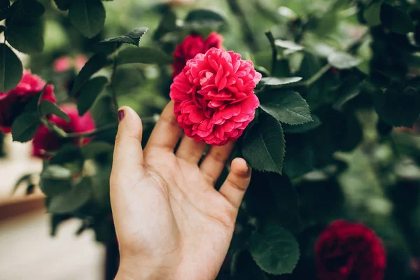 Pink rose in woman hand — Stock Photo, Image