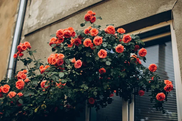 roses at window of old house