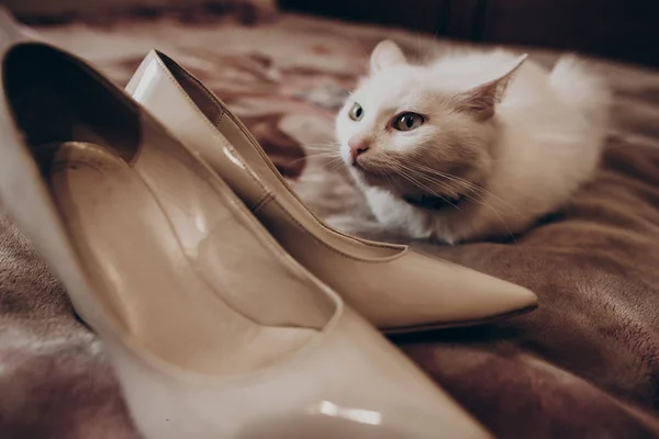 Άσπρη γάτα και τα γυναικεία παπούτσια — Φωτογραφία Αρχείου