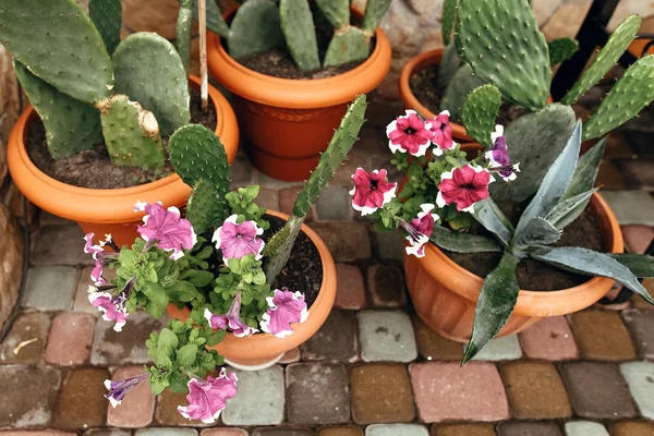 Grandes plantes de cactus — Photo