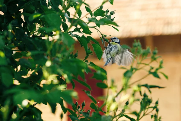 Meisen fliegen auf grünen Busch — Stockfoto