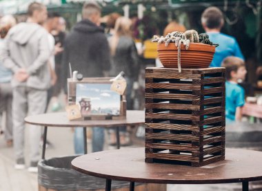 succulents ve kaktüs tencerede 