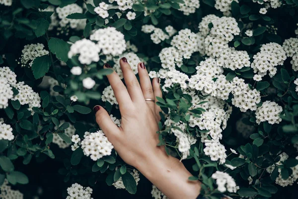 Female hand with white flowers — Stock Photo, Image