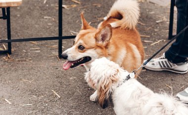 fino köpeği ile oynarken corgi