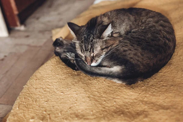 Macska alszik tovább takaró — Stock Fotó