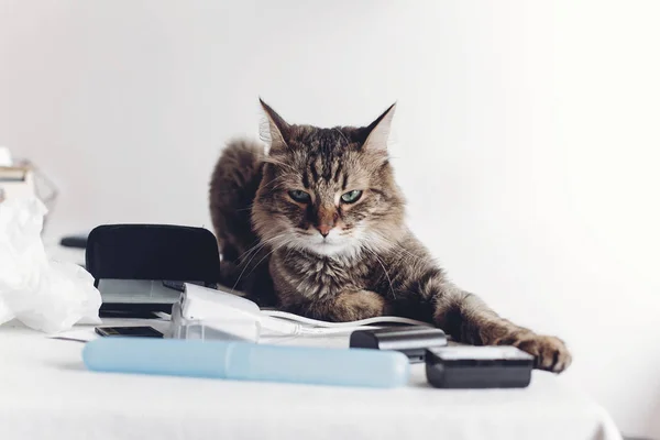Кошка, сидящая за столом — стоковое фото