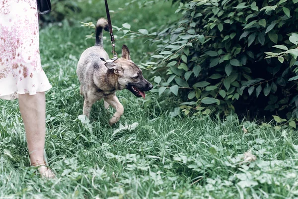 Sadık köpek sahibi için arıyorsunuz — Stok fotoğraf