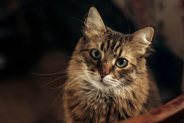 Katze schaut mit lustigen Augen — Stockfoto