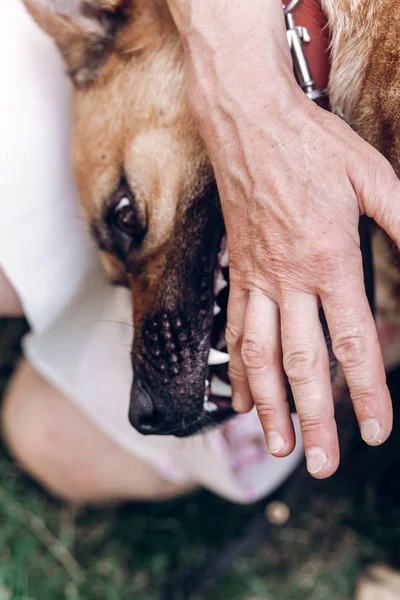 Naisten omistaja leikkii koiran kanssa — kuvapankkivalokuva