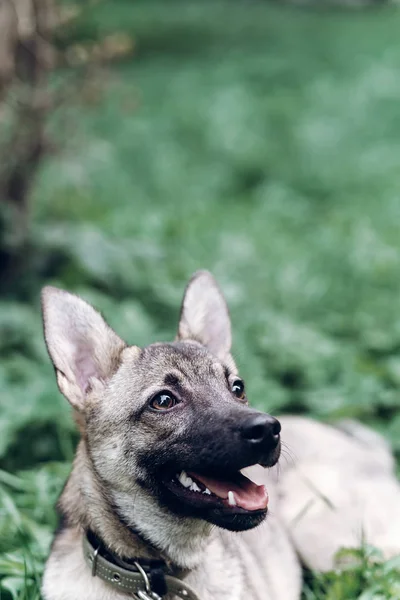 Cão cinza deitado na grama — Fotografia de Stock