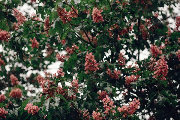 Bunga kastanye merah muda — Stok Foto