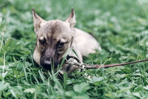 Perro mestizo acostado en la hierba — Foto de Stock