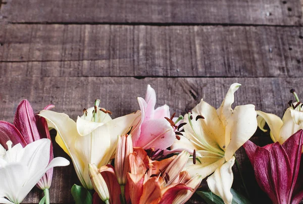 다채로운 백합 꽃 — 스톡 사진