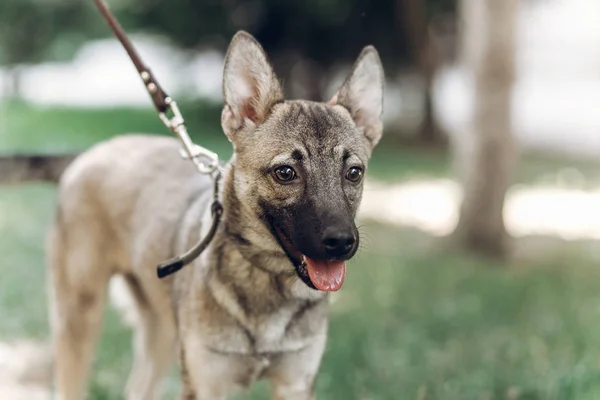 Melez köpek doğanın keyfini — Stok fotoğraf