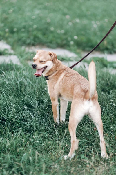 Köpek sahibi ile yürüyüş leash üzerinde — Stok fotoğraf
