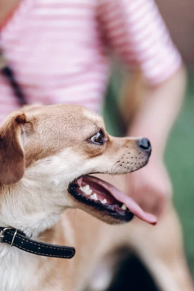 Perro con lengua sobresaliendo — Foto de Stock