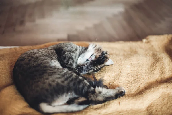 Gato durmiendo en manta —  Fotos de Stock