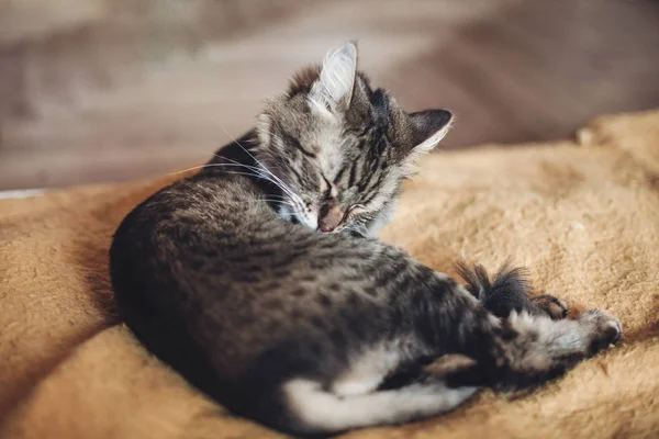 Pele de limpeza de gato — Fotografia de Stock