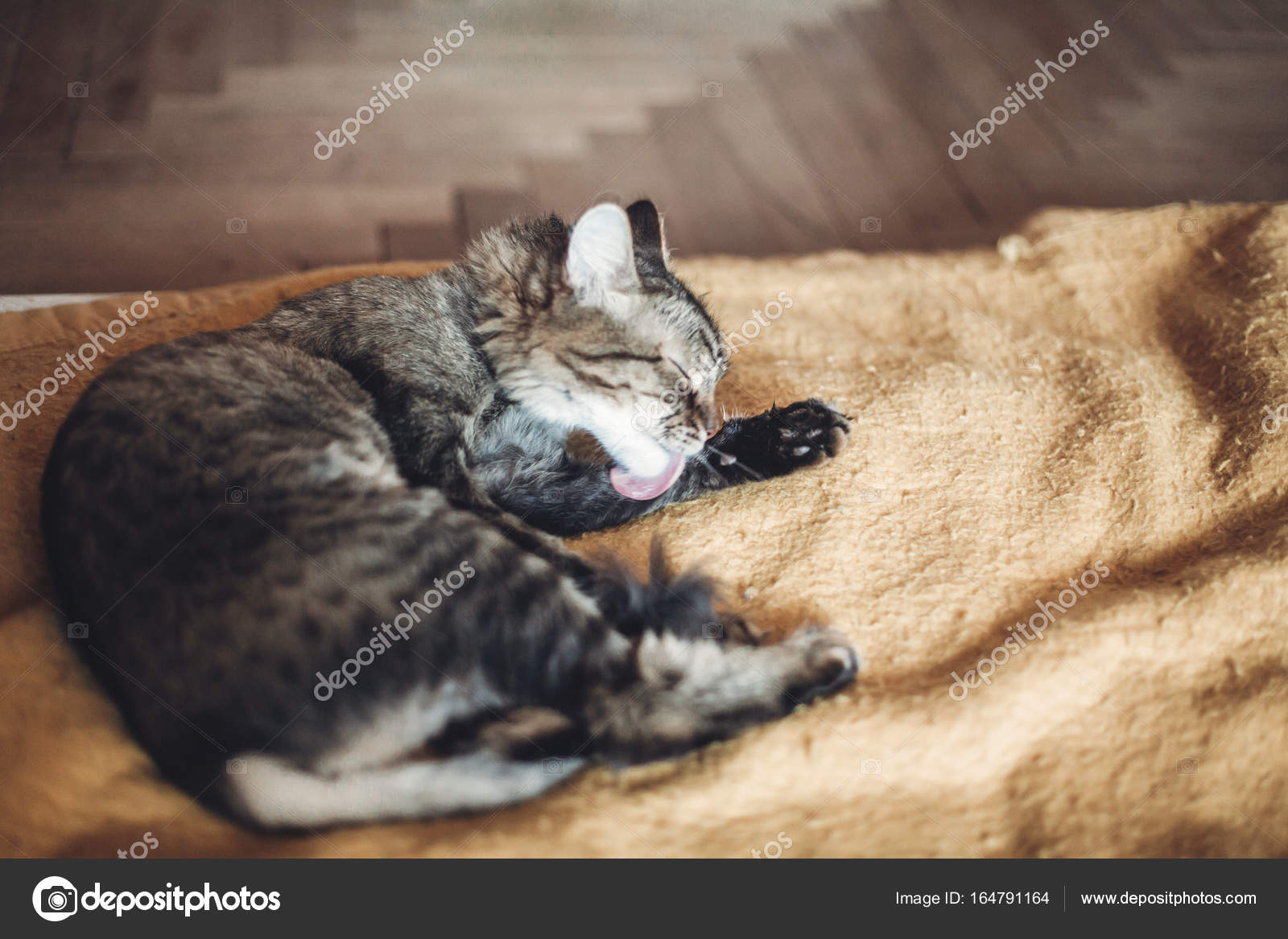 Лижет под одеялом лижет, девушка в джинсах привязанная к стулу