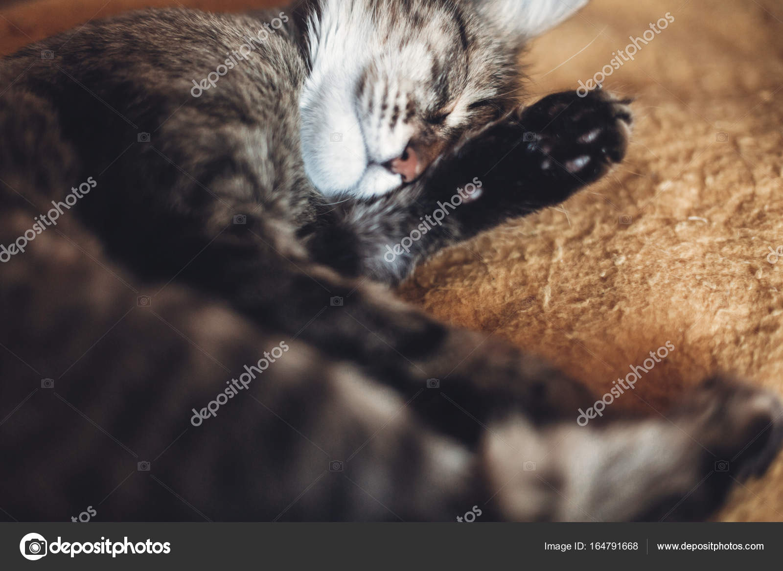 porno-lizhet-pod-odeyalom-lizhet-dlya-transseksualki-samiy