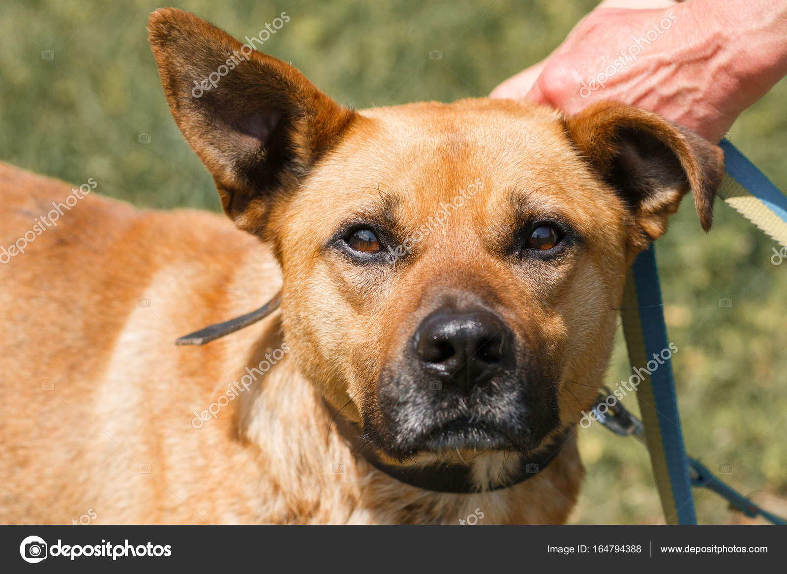 Chien De Race Mélangée Marron Photographie Sonyachny