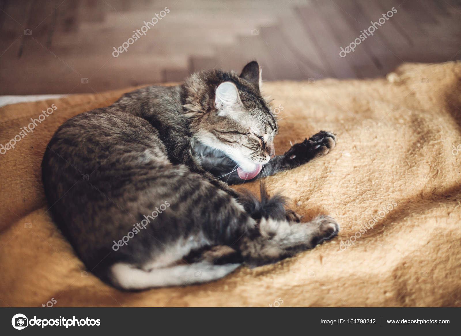 Gatto Leccare E Si Lava Foto Stock Sonyachny 164798242