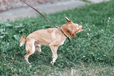 açık havada baş sallayarak leash üzerinde köpek