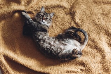 Kedi battaniyenin üstünde uyuyor. 