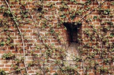 tuğla duvar üzerinde büyüyen üzüm
