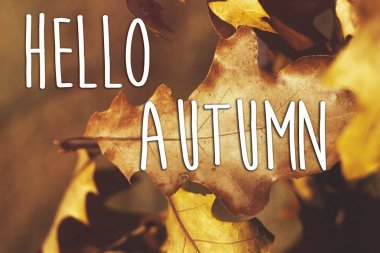 Merhaba sonbahar metin kahverengi yapraklarda