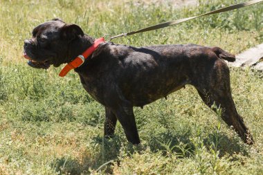 Dostu eski siyah bulldog