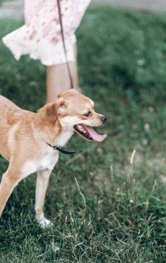 kadın ile köpek üstünde kira kontratı