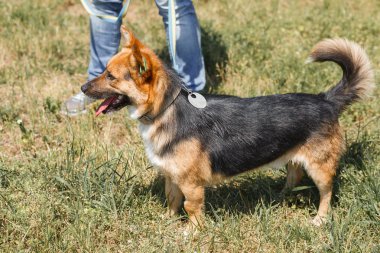 Tatlı Alman çoban köpeği.
