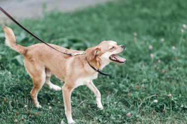 açık havada baş sallayarak leash üzerinde köpek