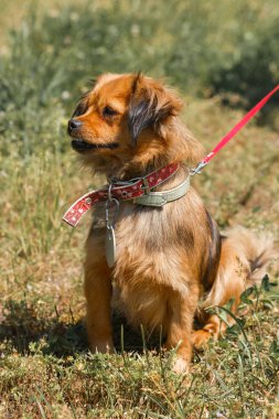 karışık yetişmiş spaniel 
