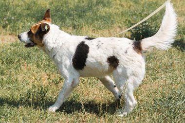 tatlı karışık cins köpek