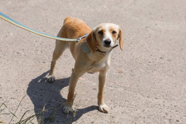 Üzgün küçük köpek