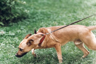 otların arasında bir şey ararken köpek