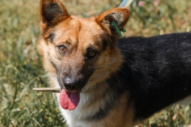 Alman çoban köpeği.