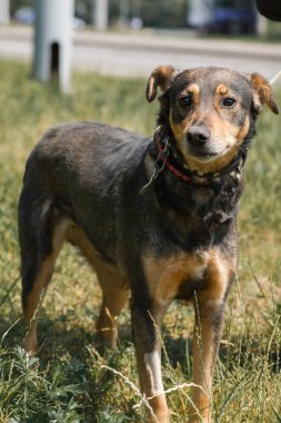 Üzgün kahverengi köpek