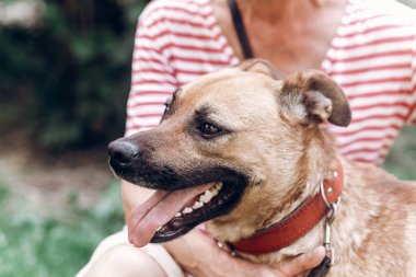 kadın kucaklama melez köpek