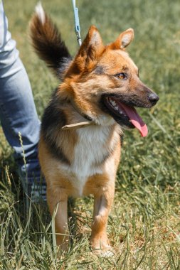 Tatlı Alman çoban köpeği.